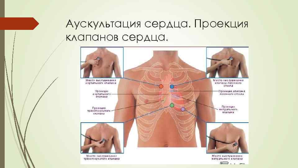 Аускультация сердца. Проекция клапанов сердца. 