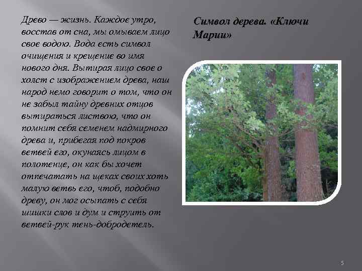 Древо — жизнь. Каждое утро, восстав от сна, мы омываем лицо свое водою. Вода