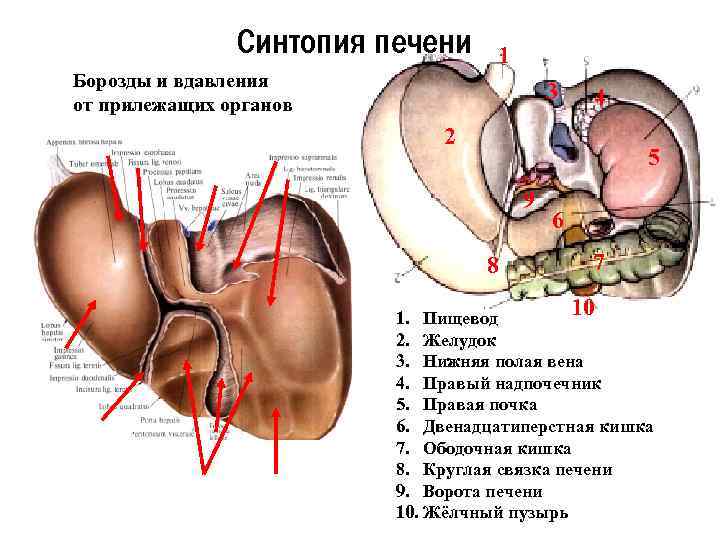 Синтопия печени 1 Борозды и вдавления от прилежащих органов 3 4 2 5 9