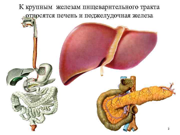 К крупным железам пищеварительного тракта относятся печень и поджелудочная железа 2 