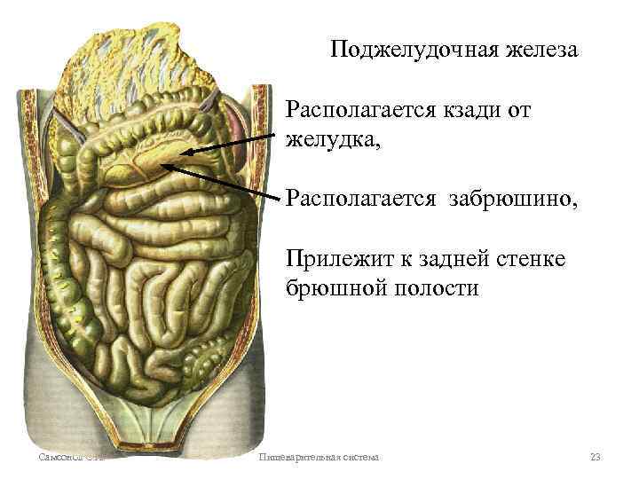 Поджелудочная железа Располагается кзади от желудка, Располагается забрюшино, Прилежит к задней стенке брюшной полости