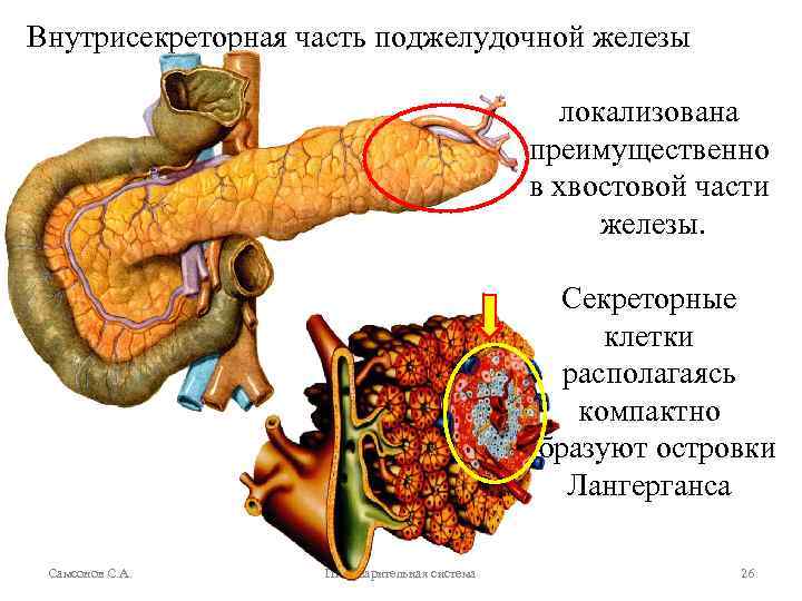 Внутрисекреторная часть поджелудочной железы локализована преимущественно в хвостовой части железы. Секреторные клетки располагаясь компактно