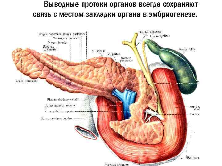 Выводные протоки органов всегда сохраняют связь с местом закладки органа в эмбриогенезе. 