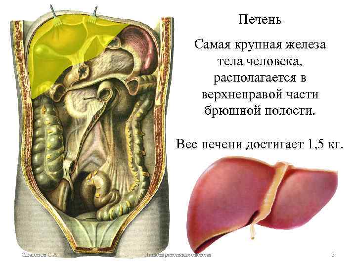 Печень Самая крупная железа тела человека, располагается в верхнеправой части брюшной полости. Вес печени