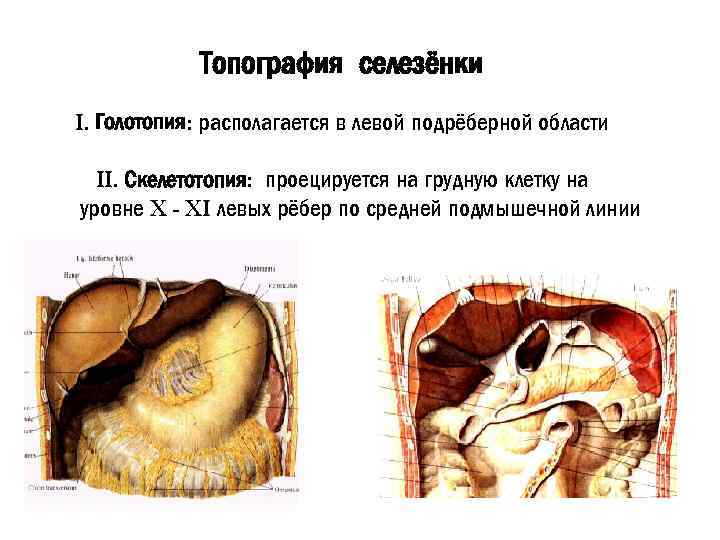 Топография селезёнки I. Голотопия: располагается в левой подрёберной области II. Скелетотопия: проецируется на грудную