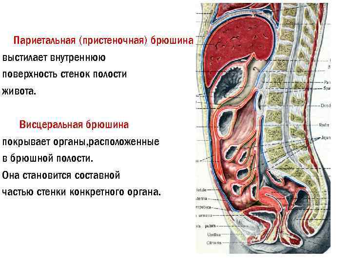 Париетальная (пристеночная) брюшина выстилает внутреннюю поверхность стенок полости живота. Висцеральная брюшина покрывает органы, расположенные