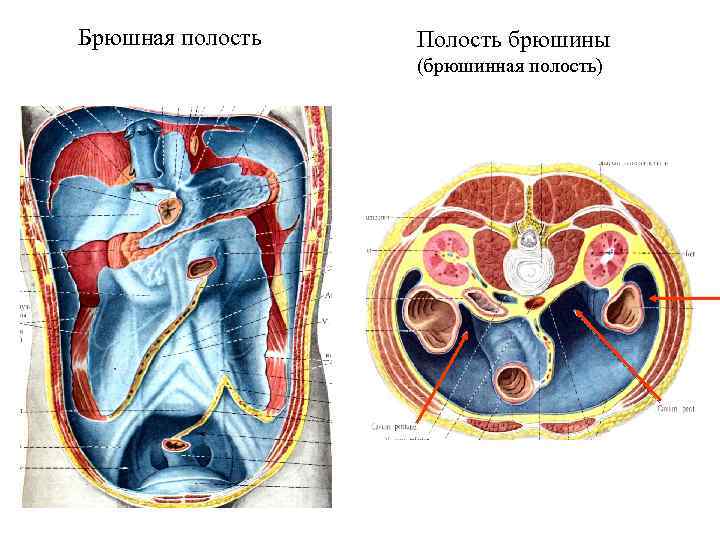 Брюшная полость человека в картинках