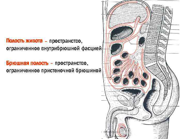 Полость живота – пространство, ограниченное внутрибрюшной фасцией. Брюшная полость – пространство, ограниченное пристеночной брюшиной.