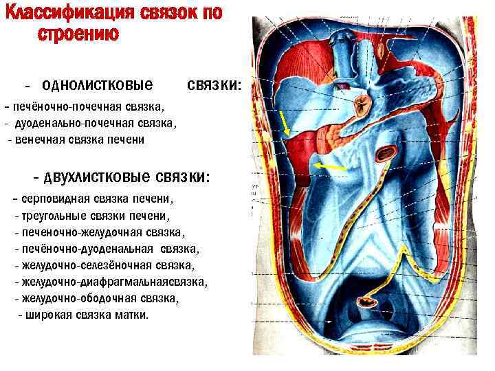 Селезеночные связки. Дуоденально почечная связка. Однолистковые связки брюшины. Печеночно почечная связка.