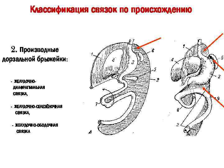 Схема структурной организации периодонтальной связки