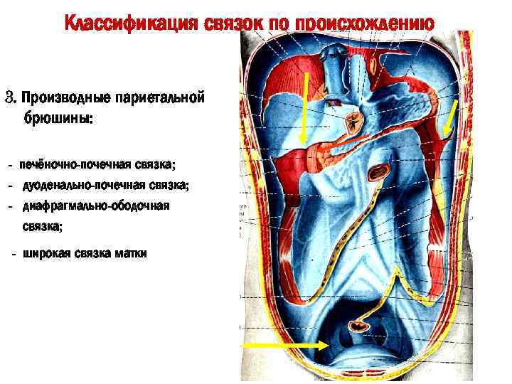 Классификация связок по происхождению 3. Производные париетальной брюшины: - печёночно-почечная связка; - дуоденально-почечная связка;