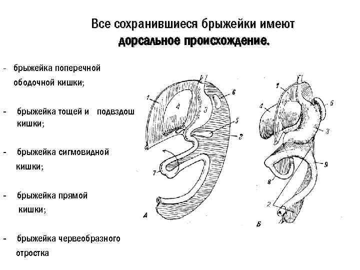 Все сохранившиеся брыжейки имеют дорсальное происхождение. - брыжейка поперечной ободочной кишки; - брыжейка тощей