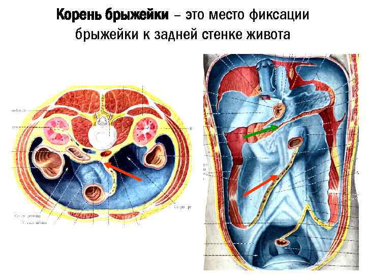 Корень брыжейки – это место фиксации брыжейки к задней стенке живота 