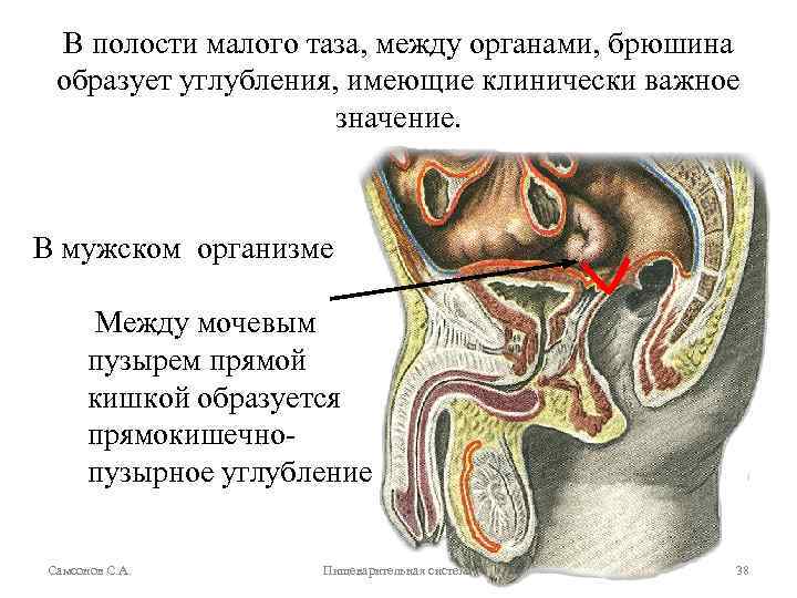 В полости малого таза, между органами, брюшина образует углубления, имеющие клинически важное значение. В