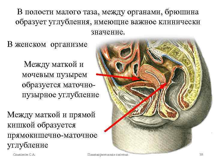 В полости малого таза, между органами, брюшина образует углубления, имеющие важное клинически значение. В