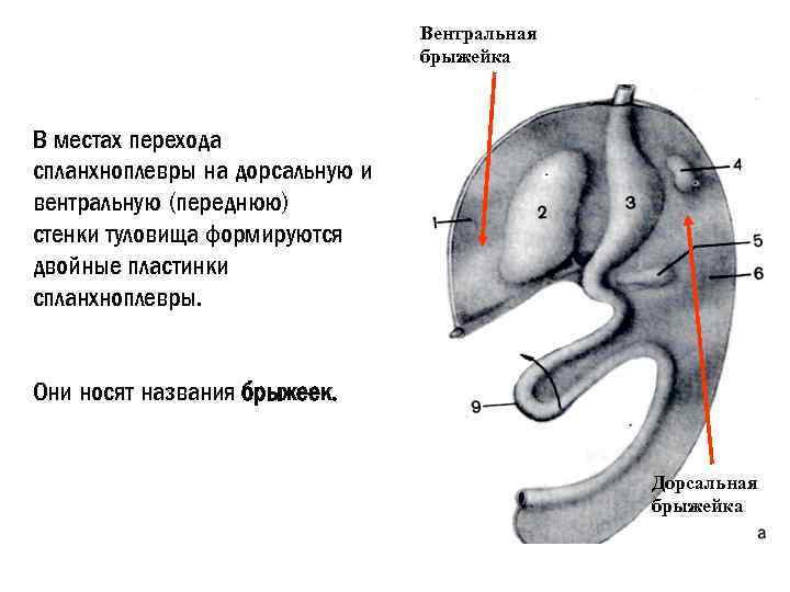 Вентральный и дорсальный