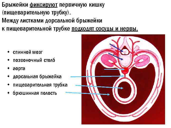 Брыжейки фиксируют первичную кишку (пищеварительную трубку). Между листками дорсальной брыжейки к пищеварительной трубке подходят