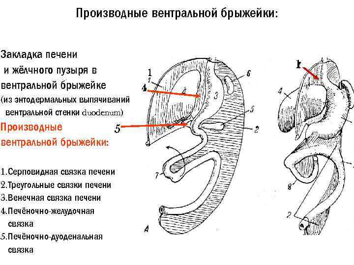 Производные вентральной брыжейки: Закладка печени и жёлчного пузыря в вентральной брыжейке (из энтодермальных выпячиваний