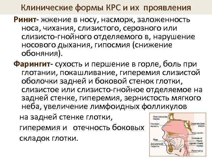 Клинические формы КРС и их проявления Ринит- жжение в носу, насморк, заложенность носа, чихания,