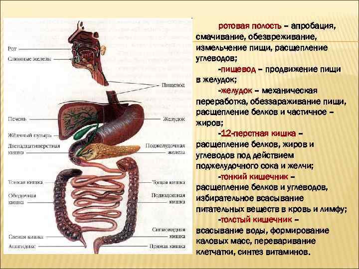 ротовая полость – апробация, смачивание, обезвреживание, измельчение пищи, расщепление углеводов; -пищевод – продвижение пищи