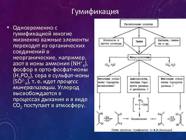 Гумификация • Одновременно с гумификацией многие жизненно важные элементы переходят из органических соединений в