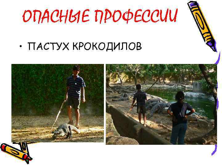 ОПАСНЫЕ ПРОФЕССИИ • ПАСТУХ КРОКОДИЛОВ 