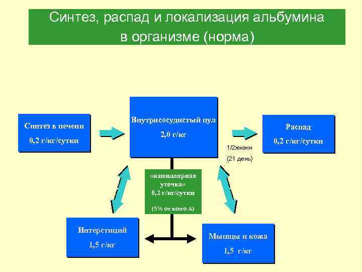 Синтез, распад и локализация альбумина в организме (норма) Внутрисосудистый пул Синтез в печени Распад