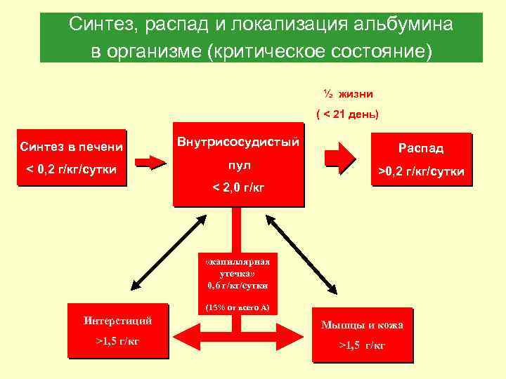 Синтез, распад и локализация альбумина в организме (критическое состояние) ½ жизни ( < 21