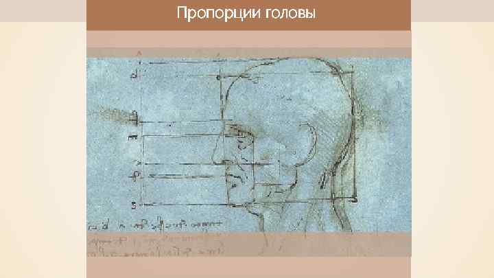 Пропорции головы 