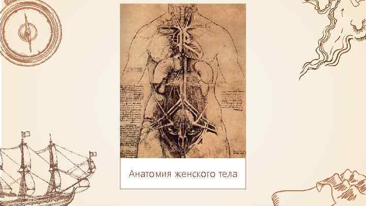 Анатомия женского тела 