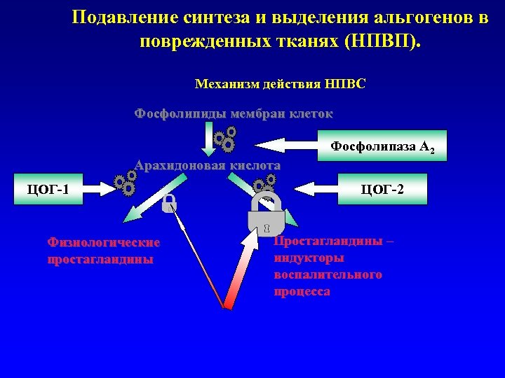 Подавление синтеза и выделения альгогенов в поврежденных тканях (НПВП). Механизм действия НПВС Фосфолипиды мембран