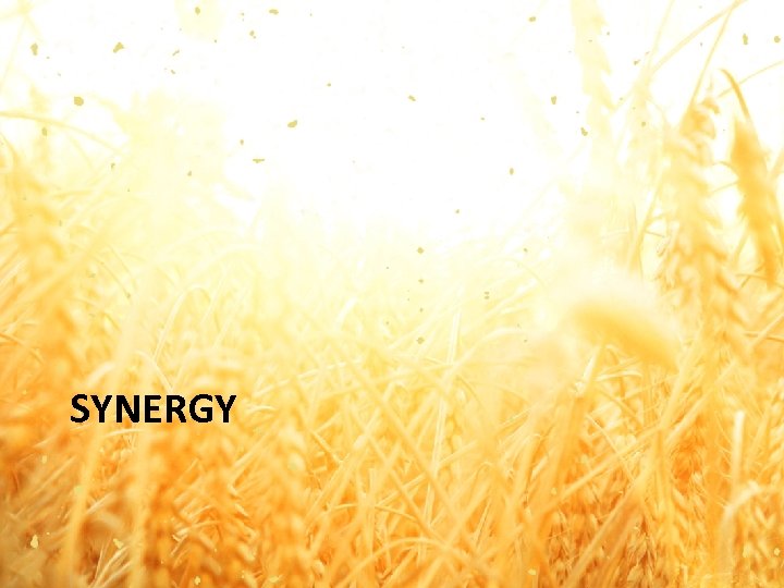 SYNERGY 