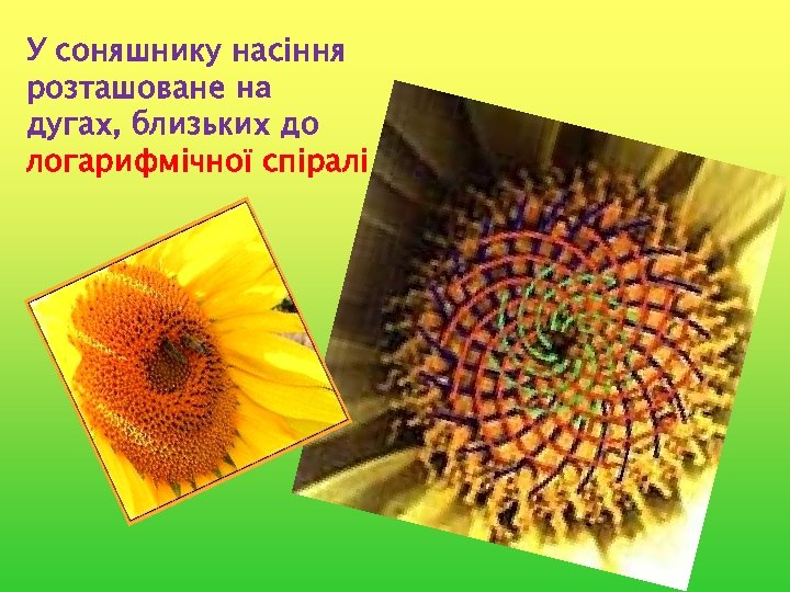 У соняшнику насіння розташоване на дугах, близьких до логарифмічної спіралі 