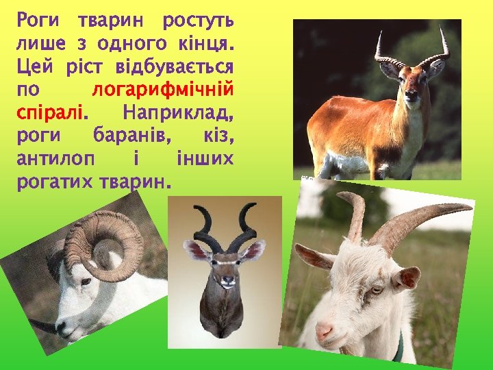 Роги тварин ростуть лише з одного кінця. Цей ріст відбувається по логарифмічній спіралі. Наприклад,