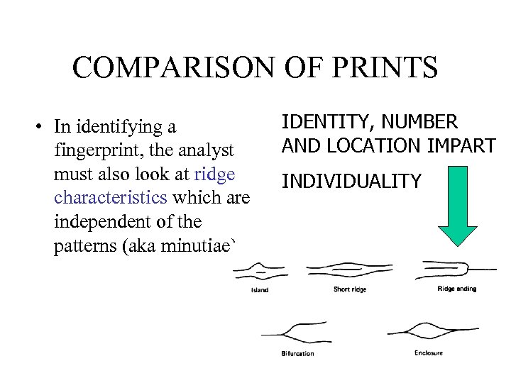 COMPARISON OF PRINTS • In identifying a fingerprint, the analyst must also look at
