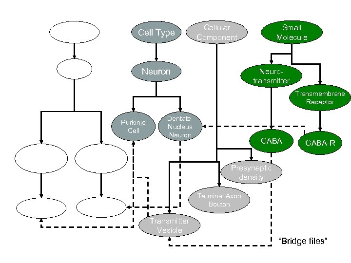 Anatomy Cell Type CNS Cellular Component Neuron Small Molecule Neurotransmitter Transmembrane Receptor Purkinje Cell