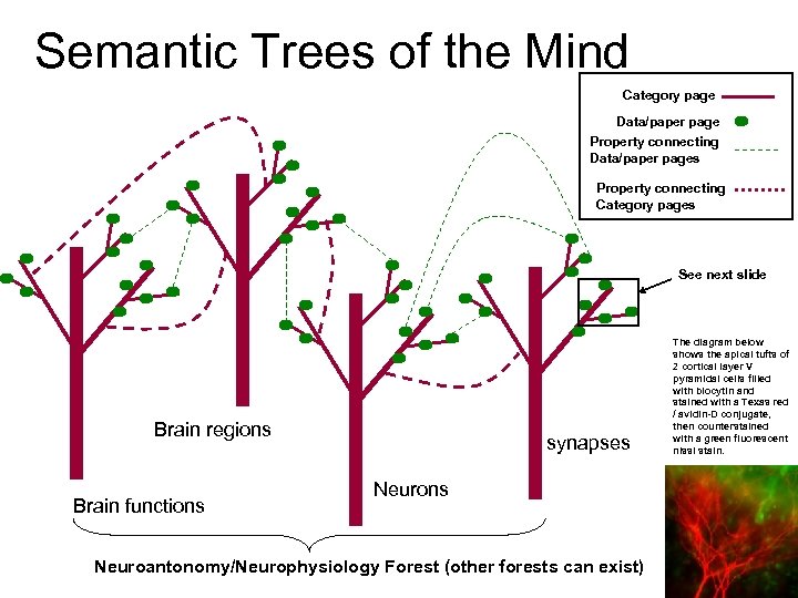 Semantic Trees of the Mind Category page Data/paper page Property connecting Data/paper pages Property