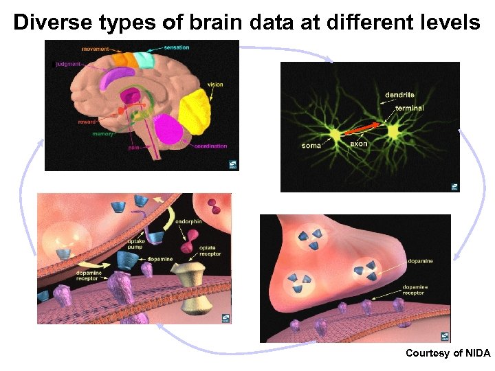Diverse types of brain data at different levels Courtesy of NIDA 