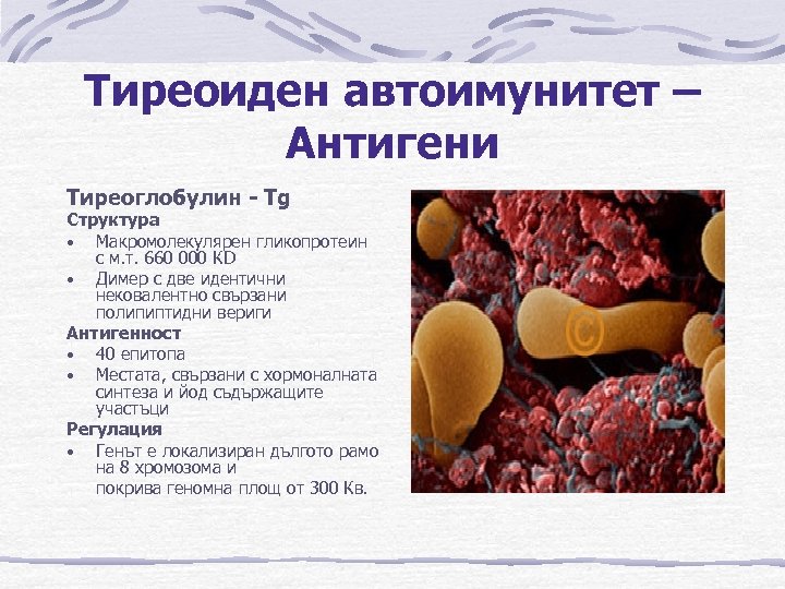 Тиреоиден автоимунитет – Антигени Тиреоглобулин - Tg Структура • Макромолекулярен гликопротеин с м. т.