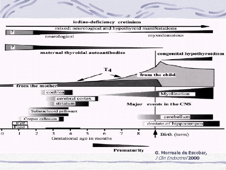 G. Morreale de Escobar, J Clin Endocrinol 2000 