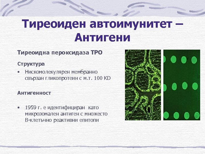 Тиреоиден автоимунитет – Антигени Тиреоидна пероксидаза TPO Структура • Нискомолекулярен мембранно свързан гликопротеин с
