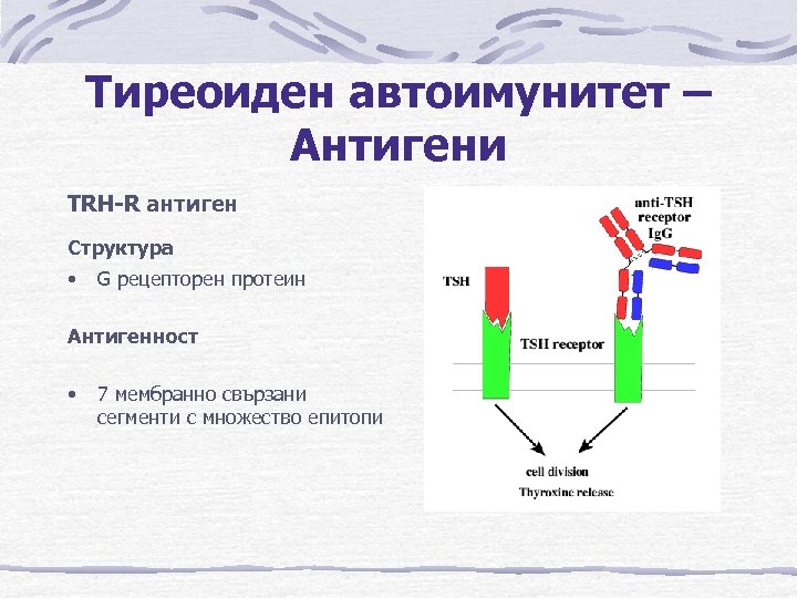 Тиреоиден автоимунитет – Антигени TRH-R антиген Структура • G рецепторен протеин Антигенност • 7