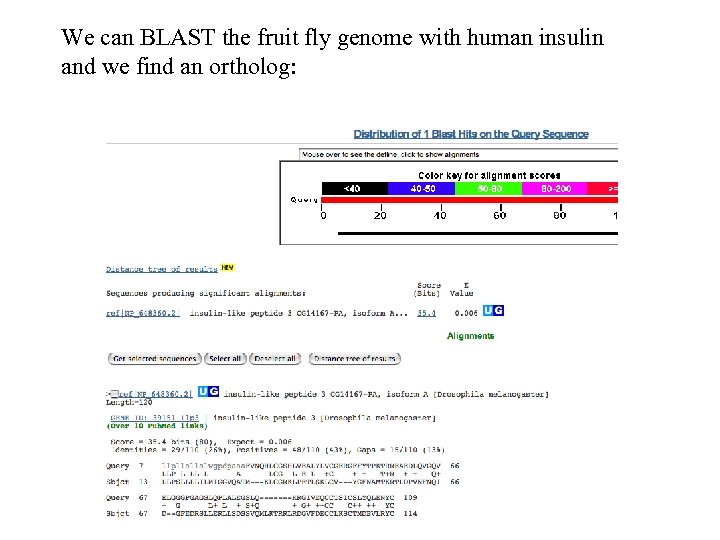 We can BLAST the fruit fly genome with human insulin and we find an