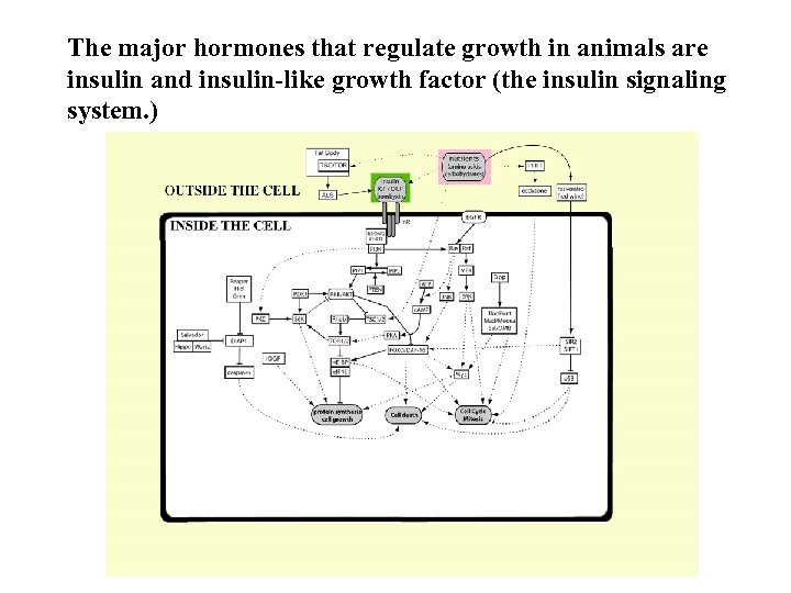 The major hormones that regulate growth in animals are insulin and insulin-like growth factor