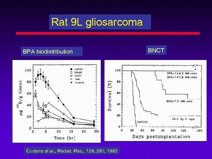 Rat 9 L gliosarcoma BPA biodistribution Coderre et al. , Radiat. Res. , 129,