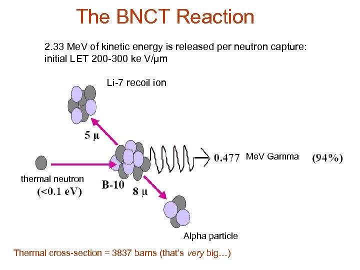 The BNCT Reaction 2. 33 Me. V of kinetic energy is released per neutron