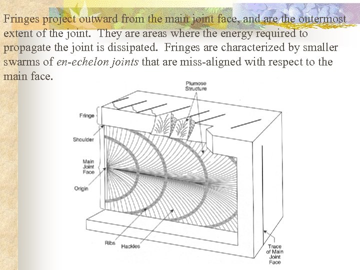 Fringes project outward from the main joint face, and are the outermost extent of