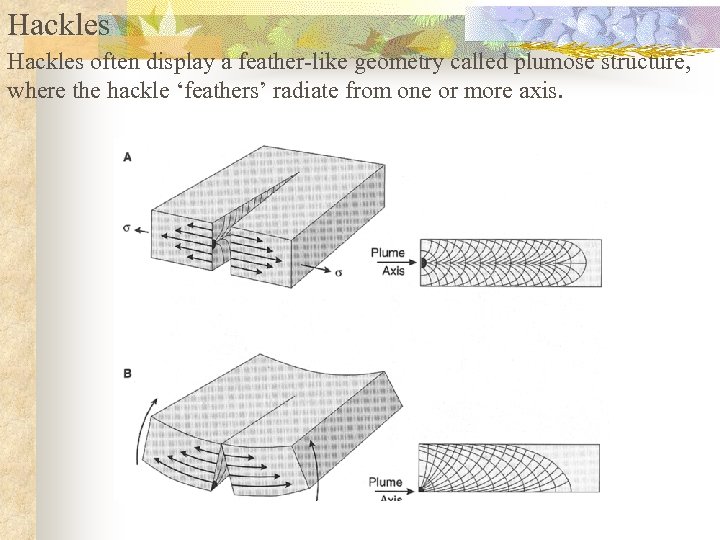 Hackles often display a feather-like geometry called plumose structure, where the hackle ‘feathers’ radiate