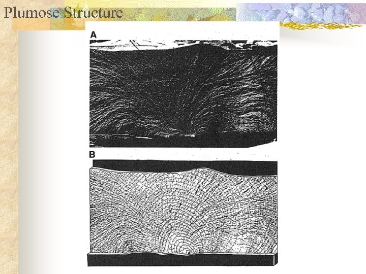 Plumose Structure 