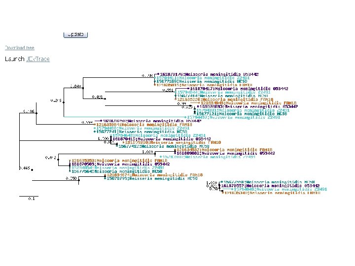 microbes phylo tree 